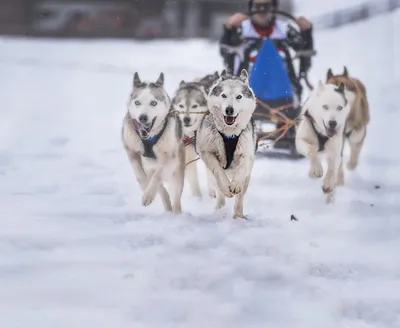 Сибирские хаски: 5 фактов про самую русскую породу собак (ФОТО) - Узнай  Россию