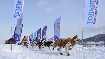 Породу сахалинских ездовых собак возрождают на острове - SakhalinMedia.ru