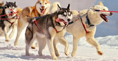 О породах собак. Северные ездовые собаки, часть 3. Аляскинский маламут,  гренландская собака, канадская эскимосская собака, чинук. | Пикабу