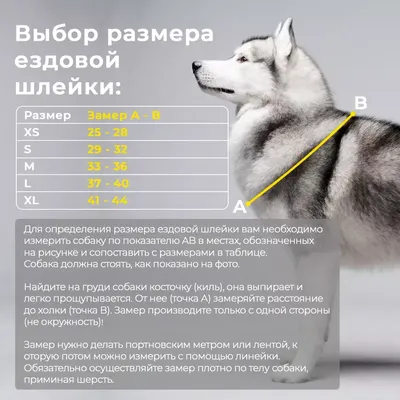 Ездовые собаки — Профессиональный фотограф в Санкт-Петербурге Липкевич  Анжела