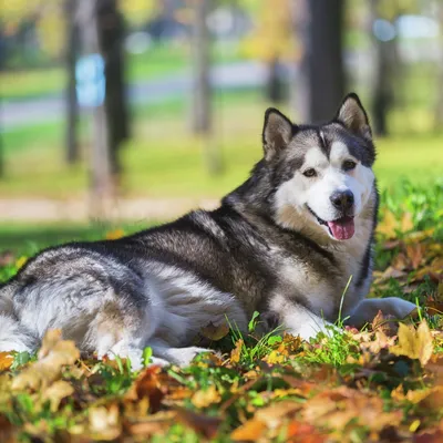 Сегодня отмечается День ездовых собак - KamchatkaMedia.ru