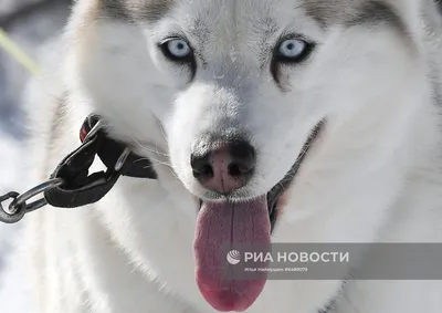 Хаски - порода ездовых собак» — создано в Шедевруме