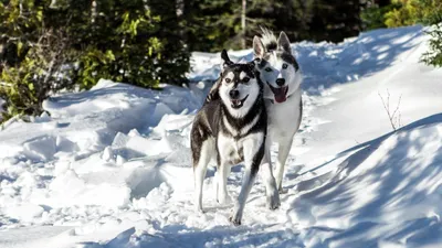 Появление сибирских пород собак связали с открытием торговых путей в  Арктике - Наука - ТАСС