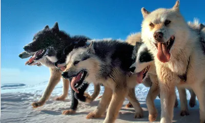Снежные Псы - питомник ездовых собак с Легендами Камчатки