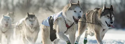 Питомник северных ездовых собак — Северная Надежда