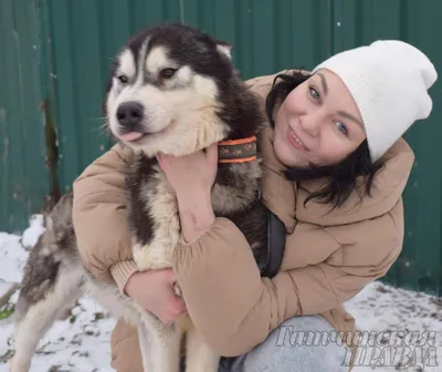 Удивительная история ездовых собак в СССР | MAXIM