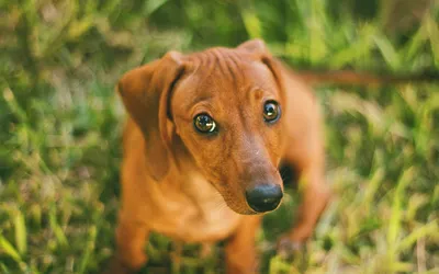 Порода собаки серая гладкошерстная (42 фото) - картинки sobakovod.club