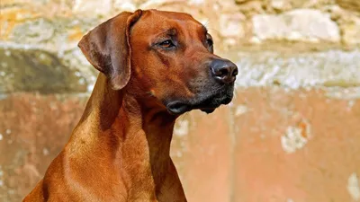 Гладкошерстная рыжая собака порода - 66 фото
