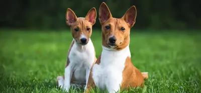 Джек-рассел-терьер — описание породы собаки от А до Я