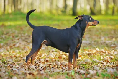 Гладкошерстный фокстерьер - это умная порода собак, которая обладает  огромным количеством энергии.