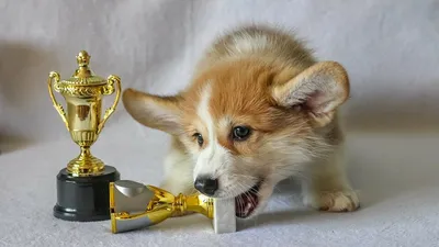 Рыжая короткошерстная собака - красивые фото