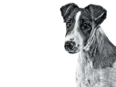 Фокстерьер гладкошерстный - описание породы собак: характер, особенности  поведения, размер, отзывы и фото - Питомцы Mail.ru