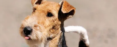 Какие породы гладкошерстных собак 40 см в холке можно купить в Ижевске?