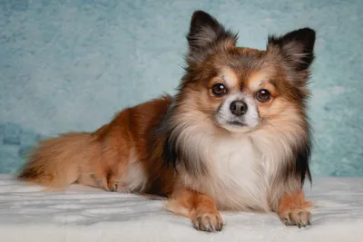Карманные породы собак: топ самых маленьких пород собачек с названиями,  описанием и фото
