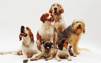 Породы маленьких собак с фото и названиями | «Дай Лапу»