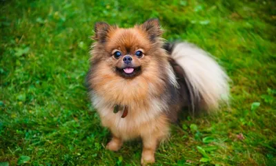 9 самых маленьких пород собак в мире, которые вы можете себе завести | Пёс  Макс | Дзен