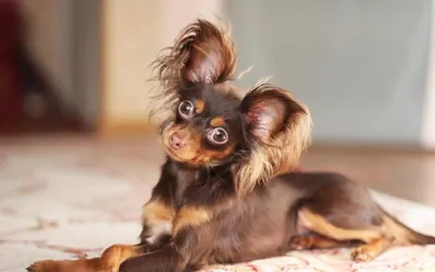 Пятёрка самых маленьких карманных собак | МанкиБлог | Дзен