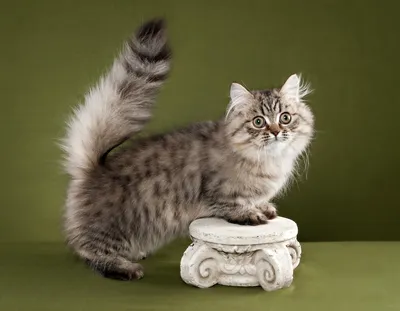ТОП-10 самых красивых кошек с фото и названиями | РБК Life