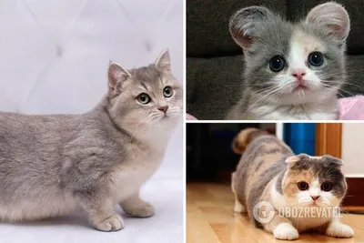 Породы короткошерстных кошек с фото и названиями