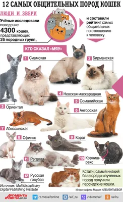 12 самых общительных пород кошек. Инфографика | Природа | Общество |  Аргументы и Факты