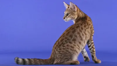 Интересные и полезные статьи о кошках