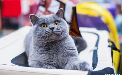 Профессиональные фотографии тайских котят на голубом фоне