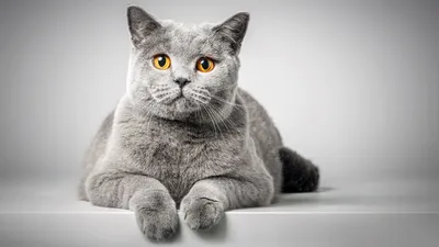 Самые популярные современные породы кошек