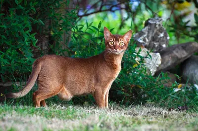 Необычные породы кошек с фотографиями: экзотичные и симпатичные