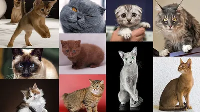 Какие бывают породы кошек
