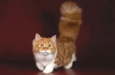 Редкие породы кошек: ТОП-10 самых необычных в мире с фото
