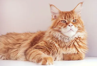 Гипоаллергенные кошки: список пород для аллергиков | Заповедник
