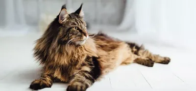 Домашние породы кошек с фото и описанием: выбираем себе питомца