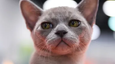 Сиамская кошка. Описание породы, характер, фото, сиамские котята.