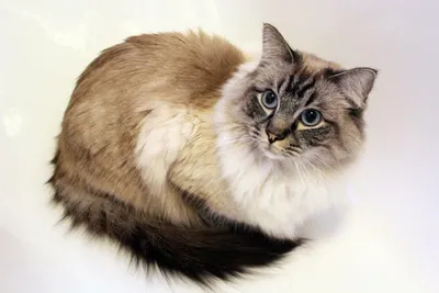 Корат кошка – описание породы с фото от А до Я