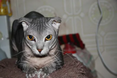 Бенгальская кошка: описание породы 🐈, характер и поведение, фото