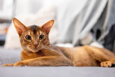 Ориентал (ориентальная кошка): фото, характер, описание и особенности породы