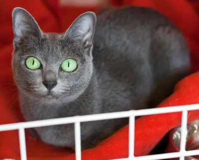 Усатый тиран: 5 самых неуравновешенных и злых пород кошек
