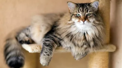 Сейшельская кошка, история породы, фото и внешний вид