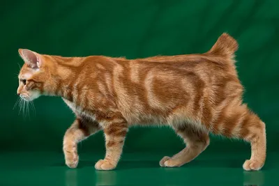 Сибирская Кошка - Породы Кошек, описание, уход - YouTube