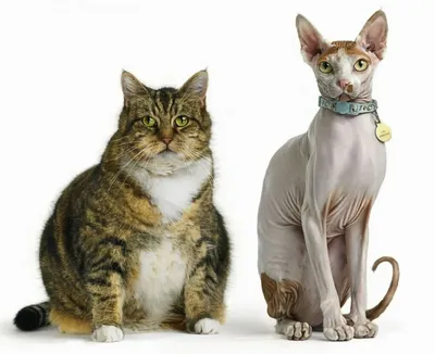 Лучшие породы кошек для детей: PetCare.ua - портал для владельцев домашних  животных