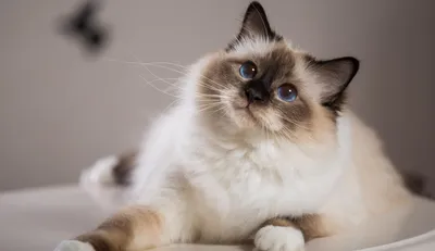 Названы самые популярные породы кошек в России - Новости Тулы и области -  MySlo.ru