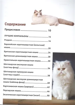 Самые необычные породы домашних кошек: Занимательные истории в журнале  Ярмарки Мастеров