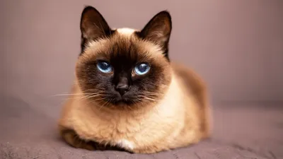 Гипоаллергенные кошки: список пород для аллергиков | Заповедник