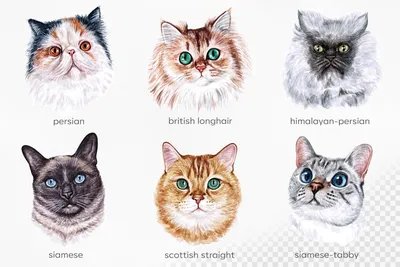 Породы кошек: список с фотографиями и названиями | WHISKAS®