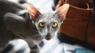 Породы кошек с карими глазами - 70 фото