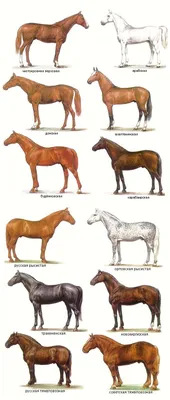 Породы лошадей и их фото фотографии