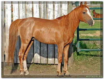 Каспийская порода лошадей - Мой Конь