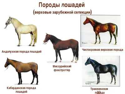 Породы лошадей и пони: названия, описания и фото разных пород лошадей