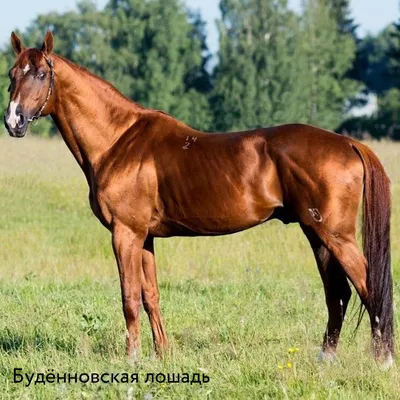 Необычные породы лошадей: описание внешности и характера | Огородники