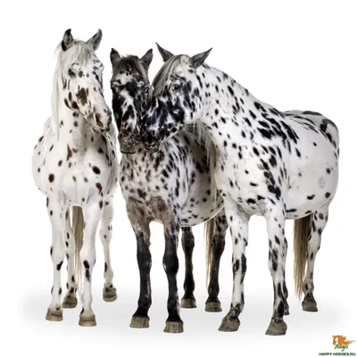 Породы лошадей: фото и описание